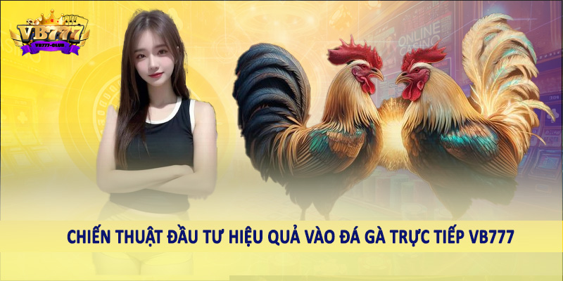 Đá Gà 42 Chiến thuật đầu tư hiệu quả vào đá gà trực tiếp VB777