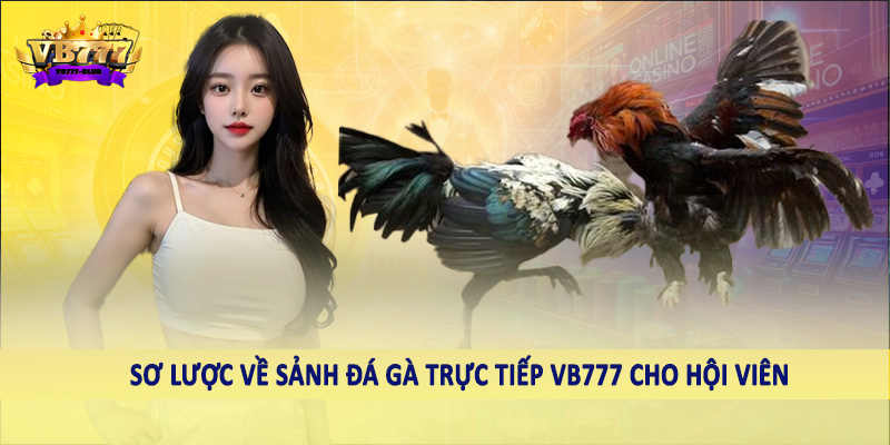 Đá Gà 37 Sơ lược về sảnh đá gà trực tiếp VB777 cho hội viên